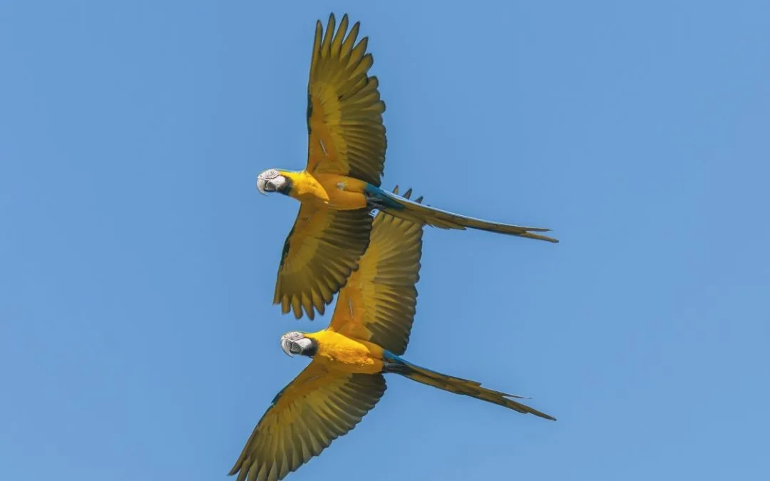 Brasília celebra Domingo do Cerrado no Eixão do Lazer em 15 de setembro