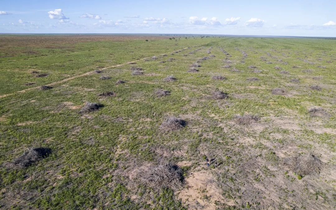 Fogo queimou 88 milhões de hectares do Cerrado nos últimos 39 anos