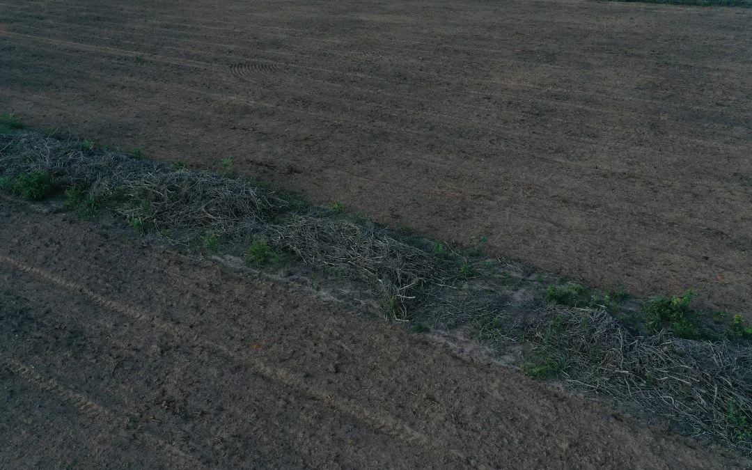 Desmatamento do Cerrado emitiu 135 milhões de toneladas de CO2