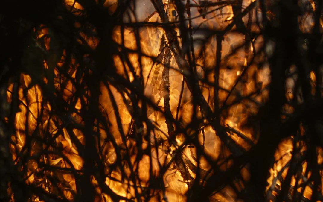 CO2 emissions from fires in the Amazon grow by 60%