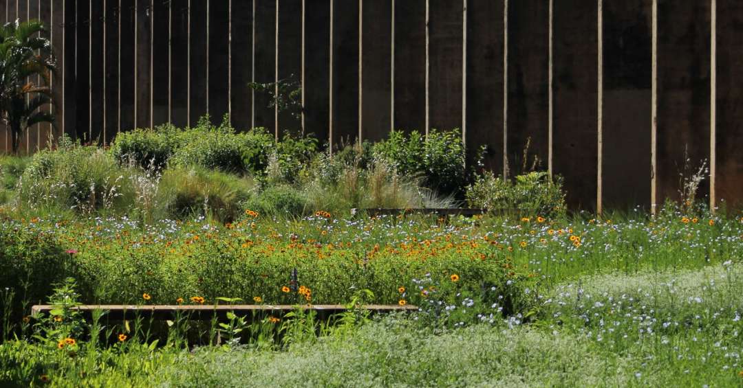 Projeto busca nas plantas do Cerrado as soluções para o paisagismo urbano