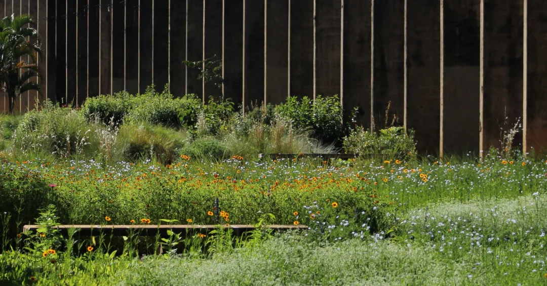 Projeto busca nas plantas do Cerrado as soluções para o paisagismo urbano