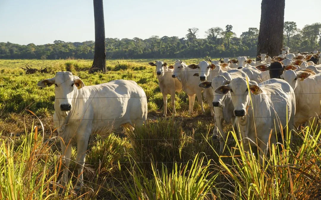 Além de remuneração a produtores, nova etapa do CONSERV apoia produção
