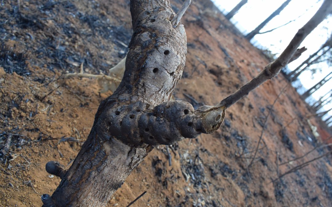 67% das terras indígenas do Cerrado enfrentam aumento do fogo