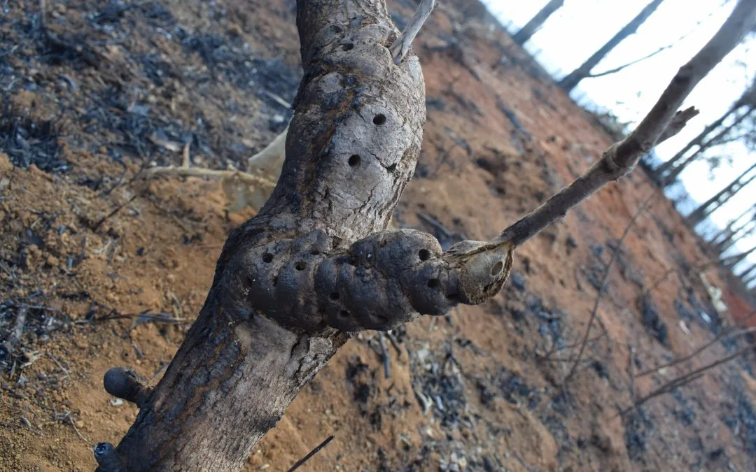 67% das terras indígenas do Cerrado enfrentam aumento do fogo