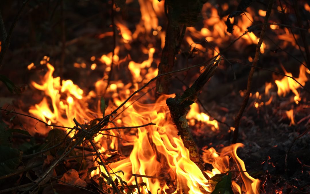 Imóveis privados e terras indígenas concentram 80% do fogo no Cerrado