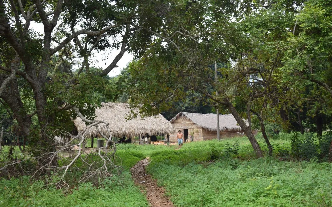 COP29: Terras Indígenas não homologadas sofrem mais com desmatamento