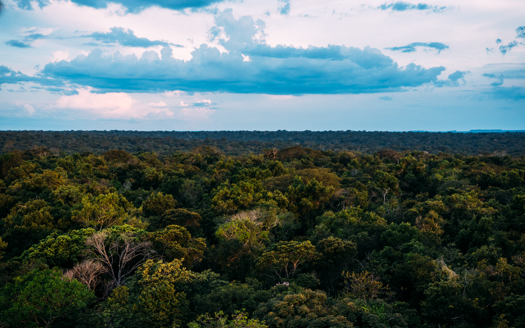 Mercado de carbono é oportunidade, mas precisa de gestão e governança
