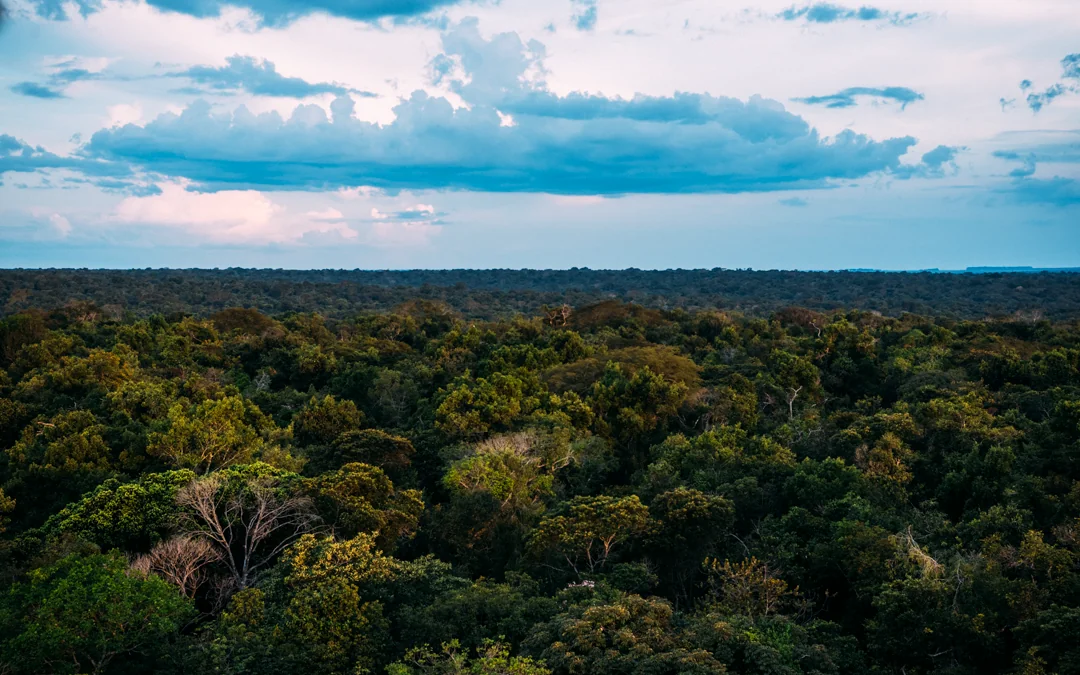 Mercado de carbono é oportunidade, mas precisa de gestão e governança