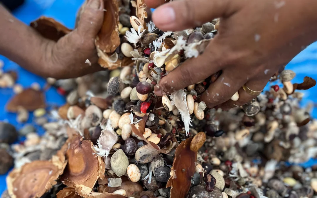 Estudo sobre sementes vai auxiliar restauração da Amazônia e do Cerrado