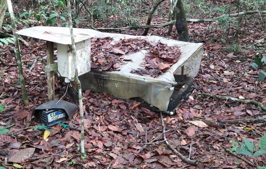 Florestas em áreas degradadas queimam e ressecam mais o ambiente