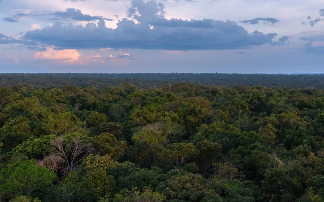 O que estaria em jogo com nova lei que converteria Amazônia em Cerrado