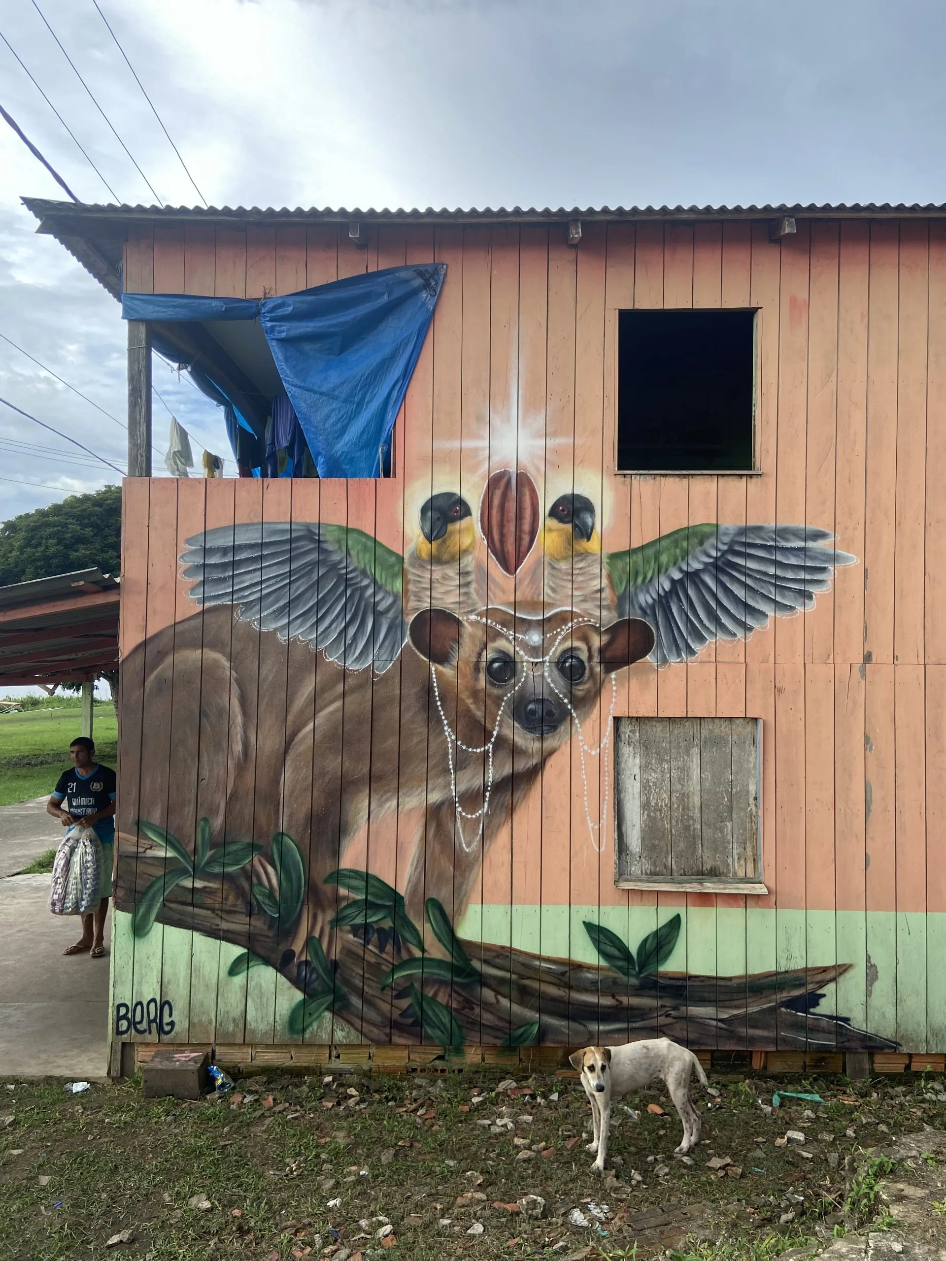 Jupará pintado em Urucurituba, no Amazonas, município produtor de cacau. A espécie é uma das maiores disseminadoras de sementes do fruto no Brasil. A composição da coroa envolve Marianinhas-de-cabeça-preta, protegendo o cacau. Em seu habitat, é costume duas aves dessa espécie assumirem posição de sentinelas enquanto as demais se alimentam. 