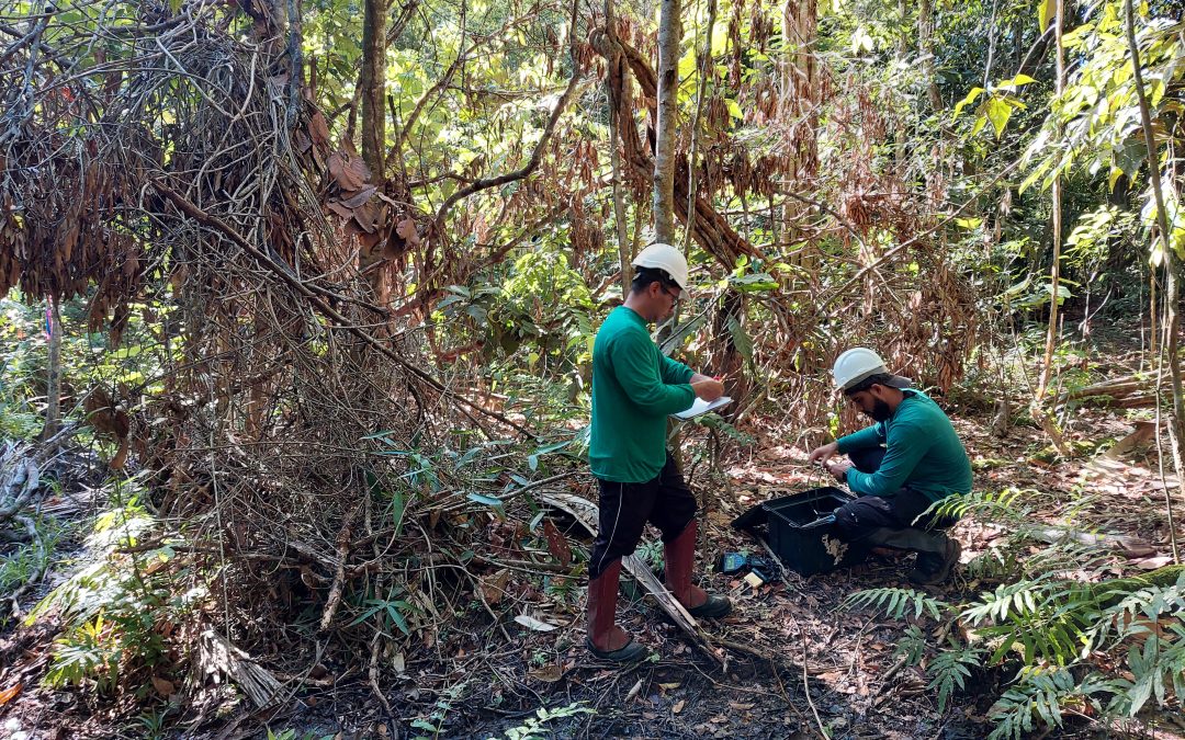 Fire and drought reduce the Amazon’s capacity to store carbon