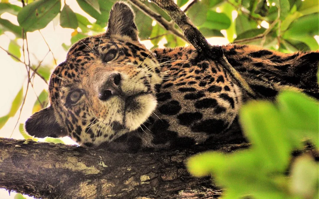 Áreas protegidas da Amazônia são refúgio para onças-pintadas