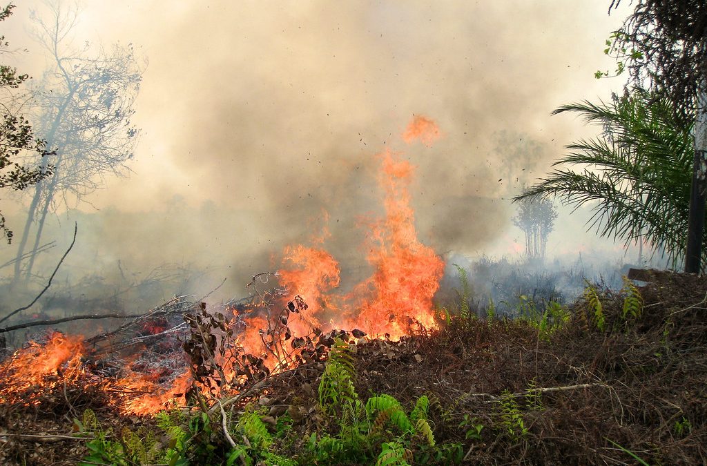 Florestas precisam de até 29 anos para se recuperar de incêndios
