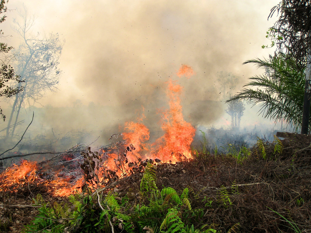 Florestas precisam de até 29 anos para se recuperar de incêndios
