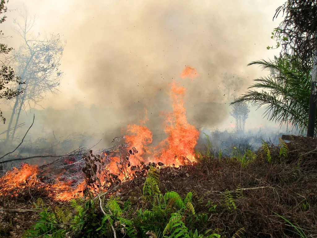 Florestas precisam de até 29 anos para se recuperar de incêndios