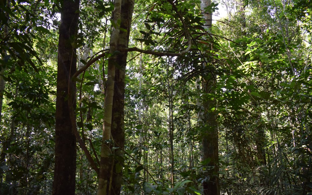 Iniciativa une conhecimento quilombola e tecnologia em prol da biodiversidade