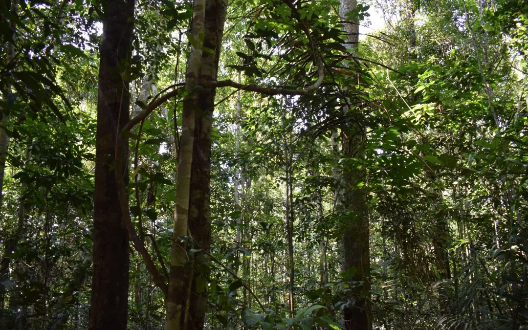 Initiative brings together quilombola knowledge and technology for the benefit of biodiversity