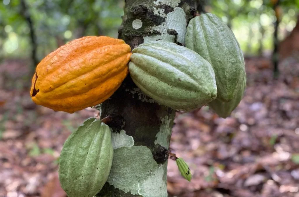 Primeiro Selo Artesanal de Chocolate é emitido no Pará para empreendimento familiar