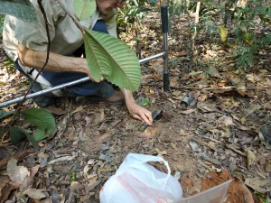 Imagem de pesquisador usando ferramenta para retirar amostra de solo. Foto presente na npitícia:Solo perde mais carbono virando monocultura do que pegando fogo