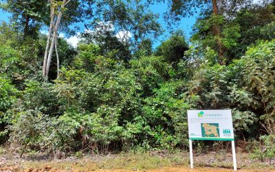 Como o IPAM apostou no diálogo para fomentar economia de baixo carbono