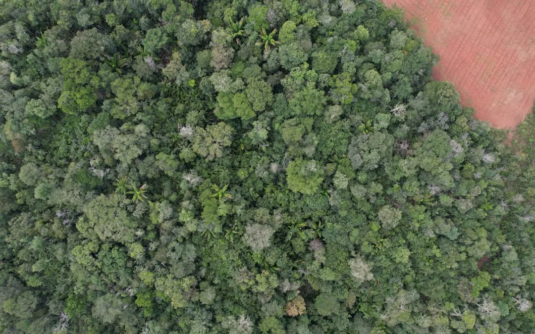 CONSERV protege mais de 3 mil hectares de vegetação nativa no Maranhão