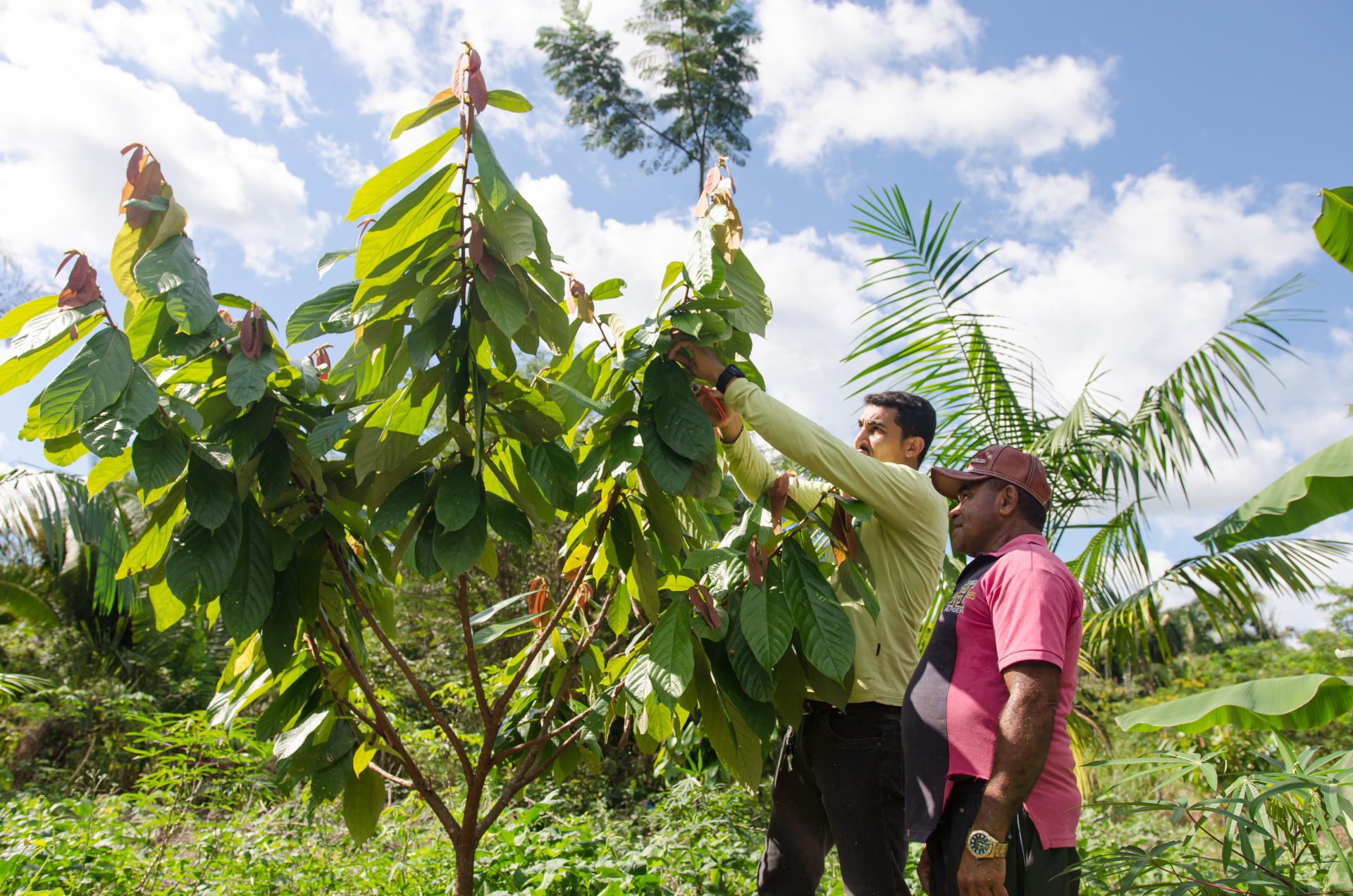 Técnico do IPAM visita plantação de cacau em propriedade beneficiada pelo PAS (Pedro Alcântara/M'bóia)