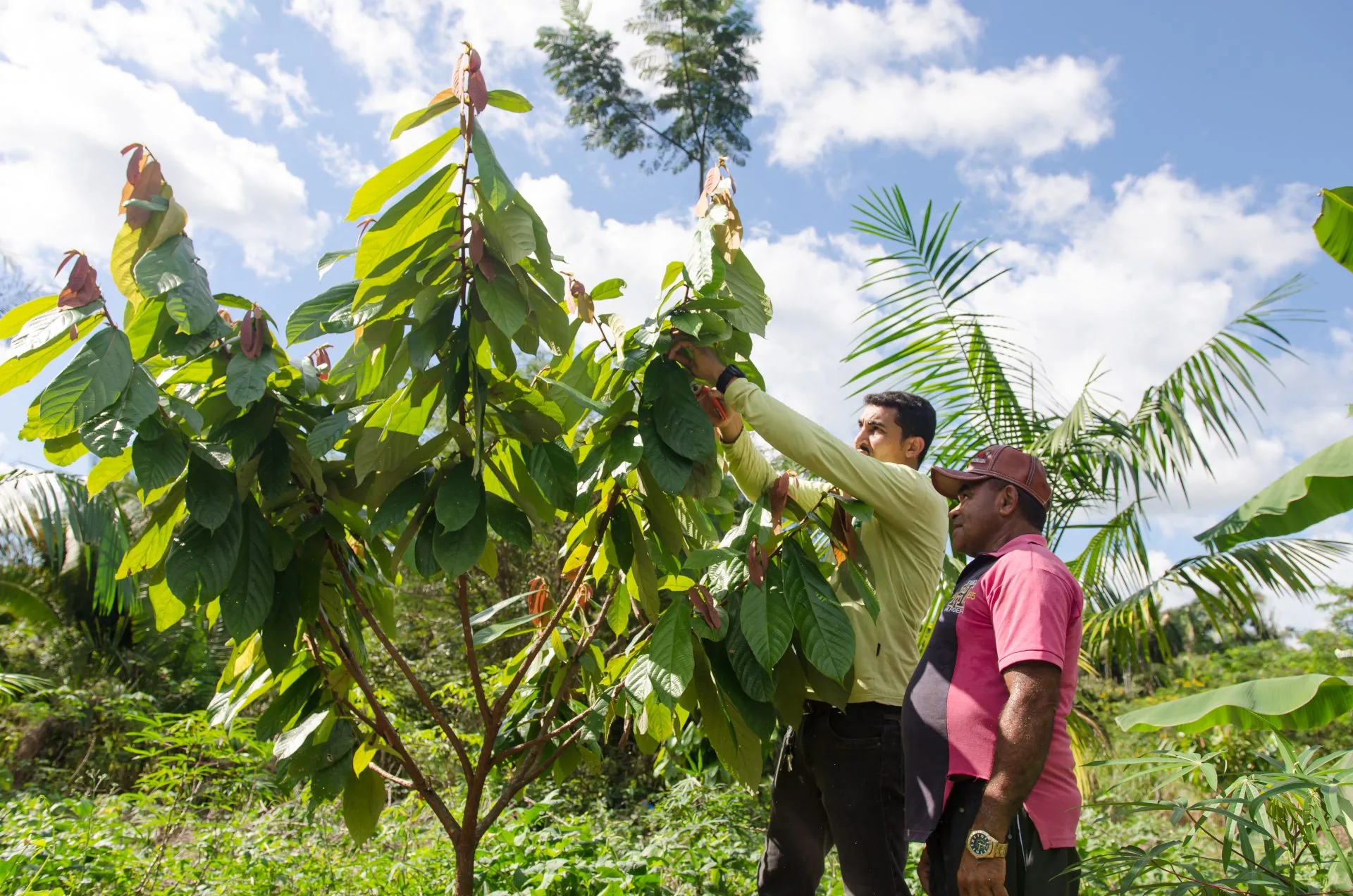 Técnico do IPAM visita plantação de cacau em propriedade beneficiada pelo PAS (Pedro Alcântara/M'bóia)
