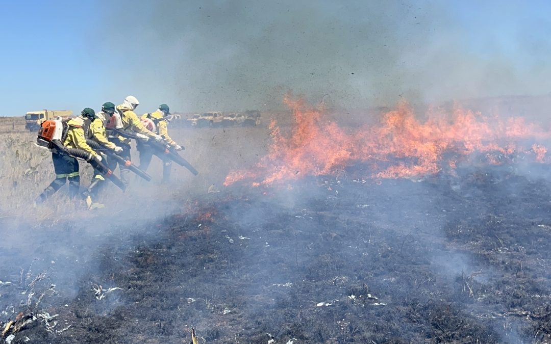 Desmatamento causou queima de 20 mi de hectares no Cerrado