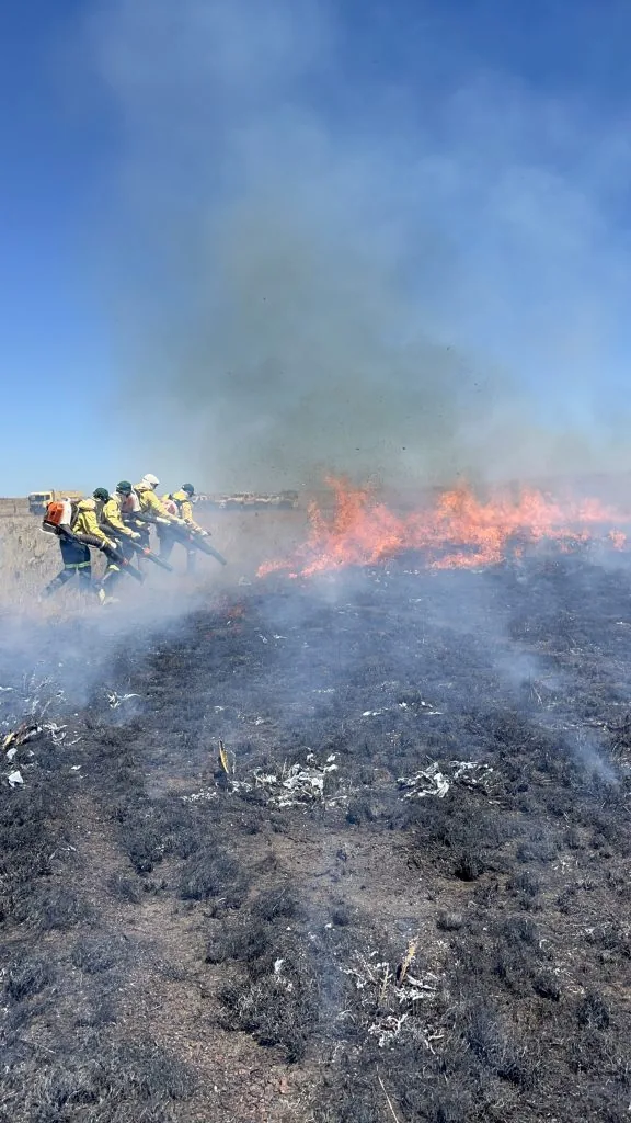 Desmatamento causou queima de 20 mi de hectares no Cerrado