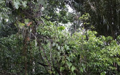 Falta de destinação deixa 56 milhões de hectares vulneráveis na Amazônia