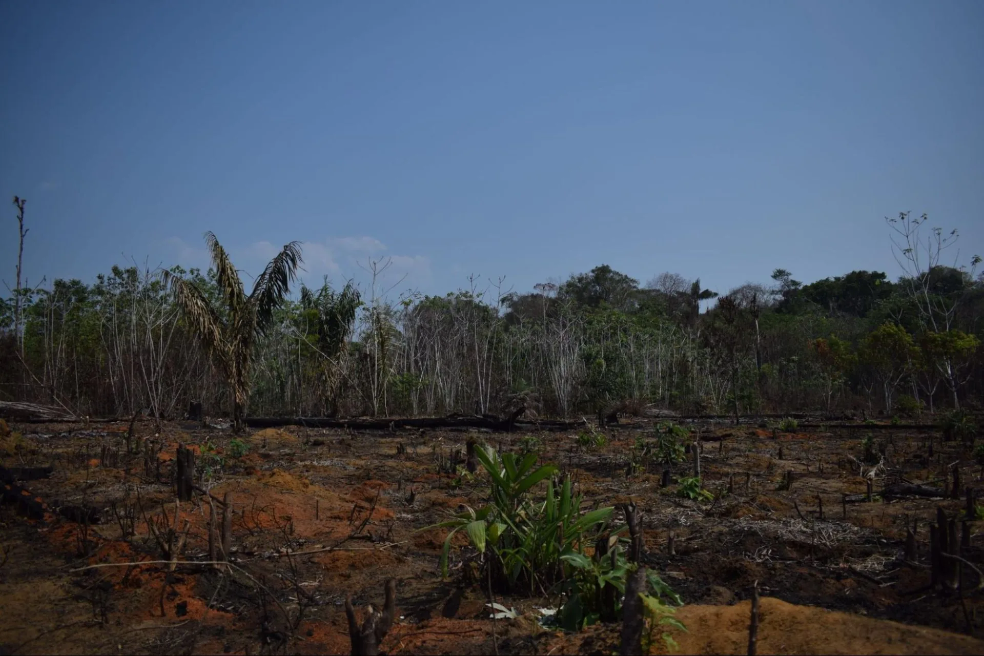 Área queimada da floresta amazônica próxima de Manaus (Foto: Bibiana Garrido/IPAM).