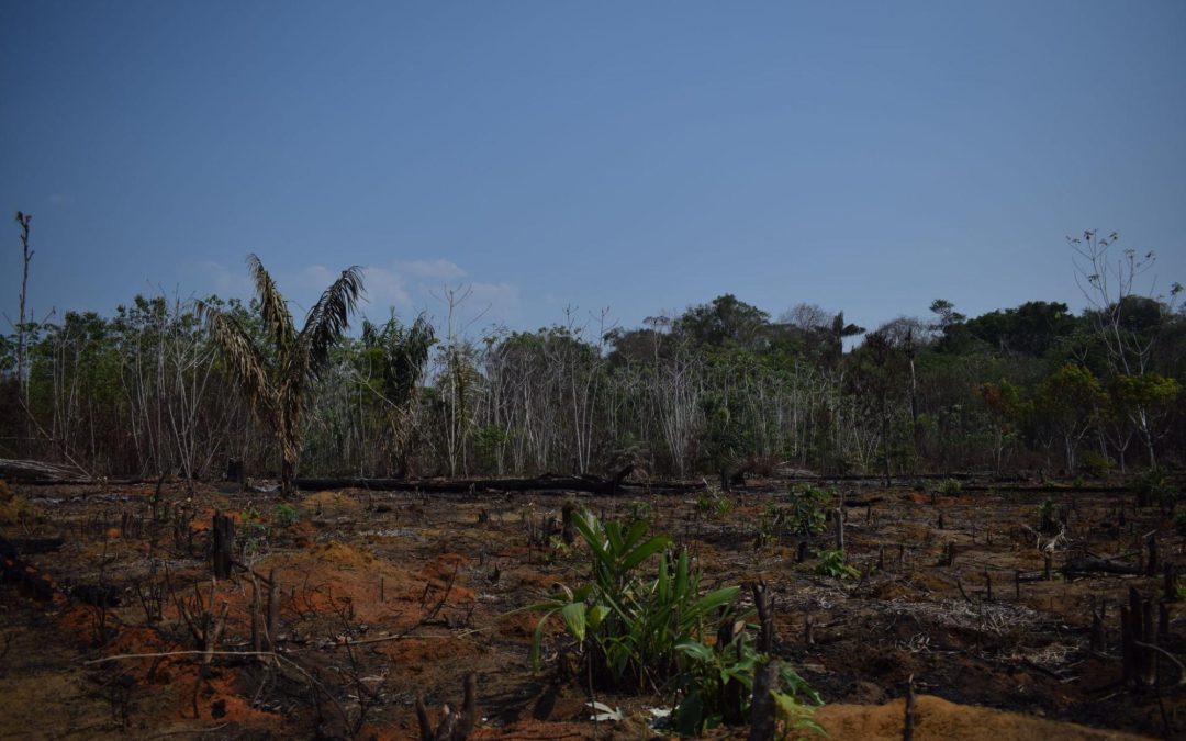 IPAM and fire: 30 years of pioneering, research and monitoring