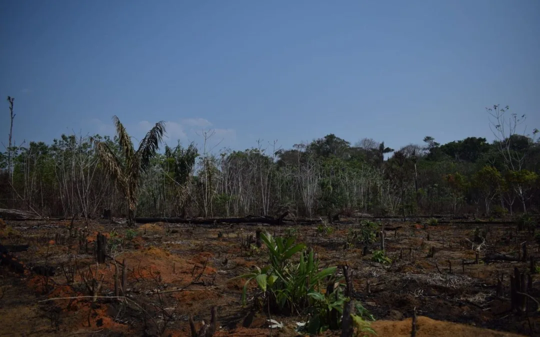 IPAM and fire: 30 years of pioneering, research and monitoring