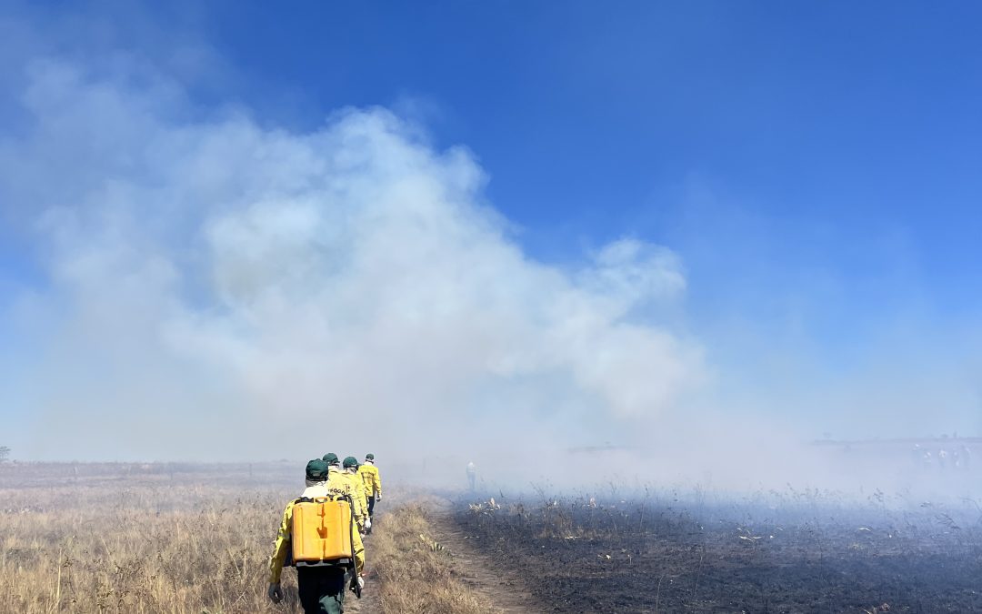 130,000 ha of forest have been burned in the phase that absorbs the most carbon