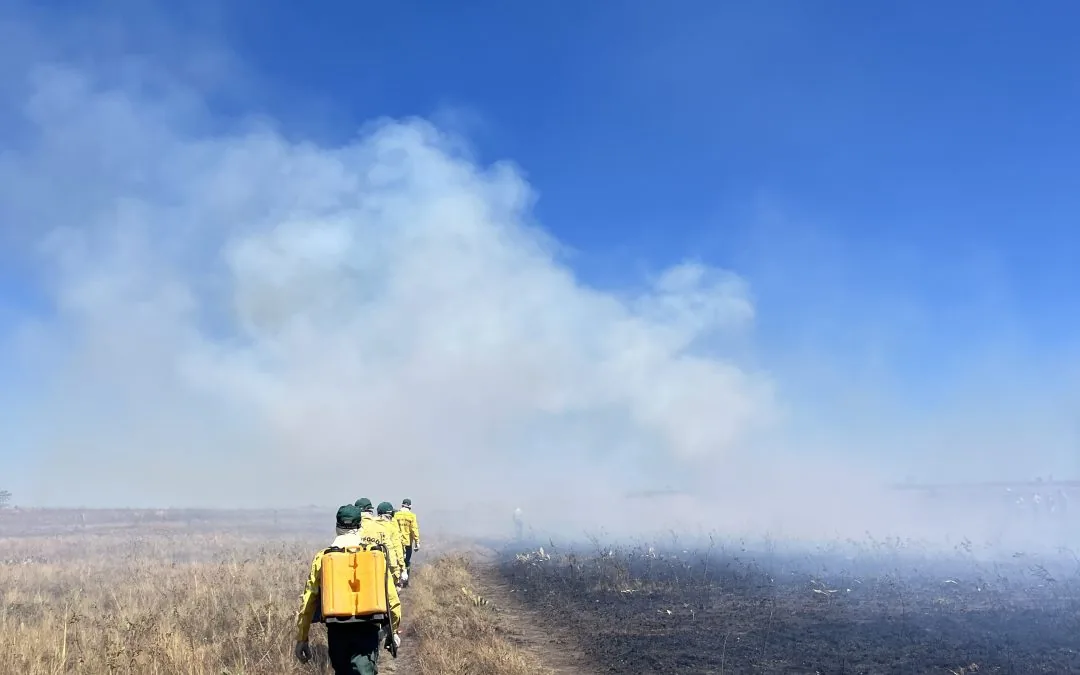 130,000 ha of forest have been burned in the phase that absorbs the most carbon