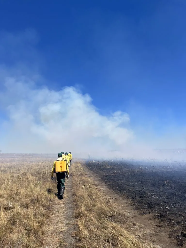130,000 hectares of forest have been burned in the phase that absorbs the most carbon