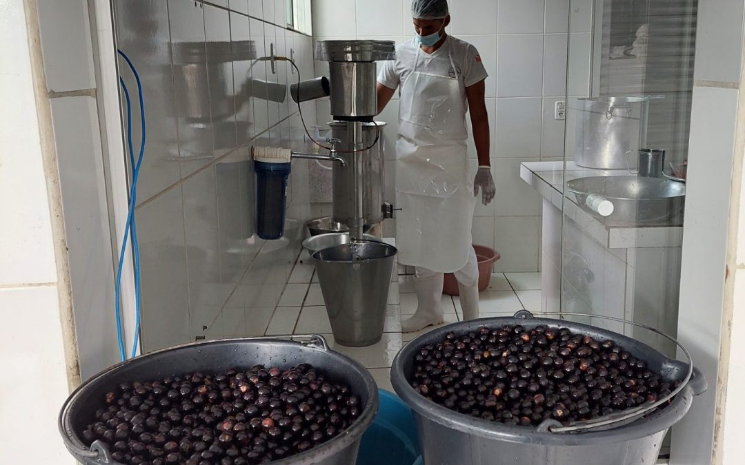 Research seeks to boost the bioeconomy in the Amazon by promoting industrialization in the region