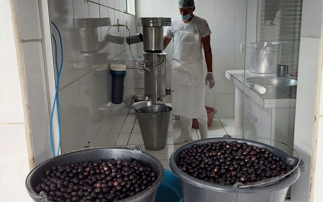 Pesquisa busca impulsionar a bioeconomia na Amazônia ao fomentar industrialização