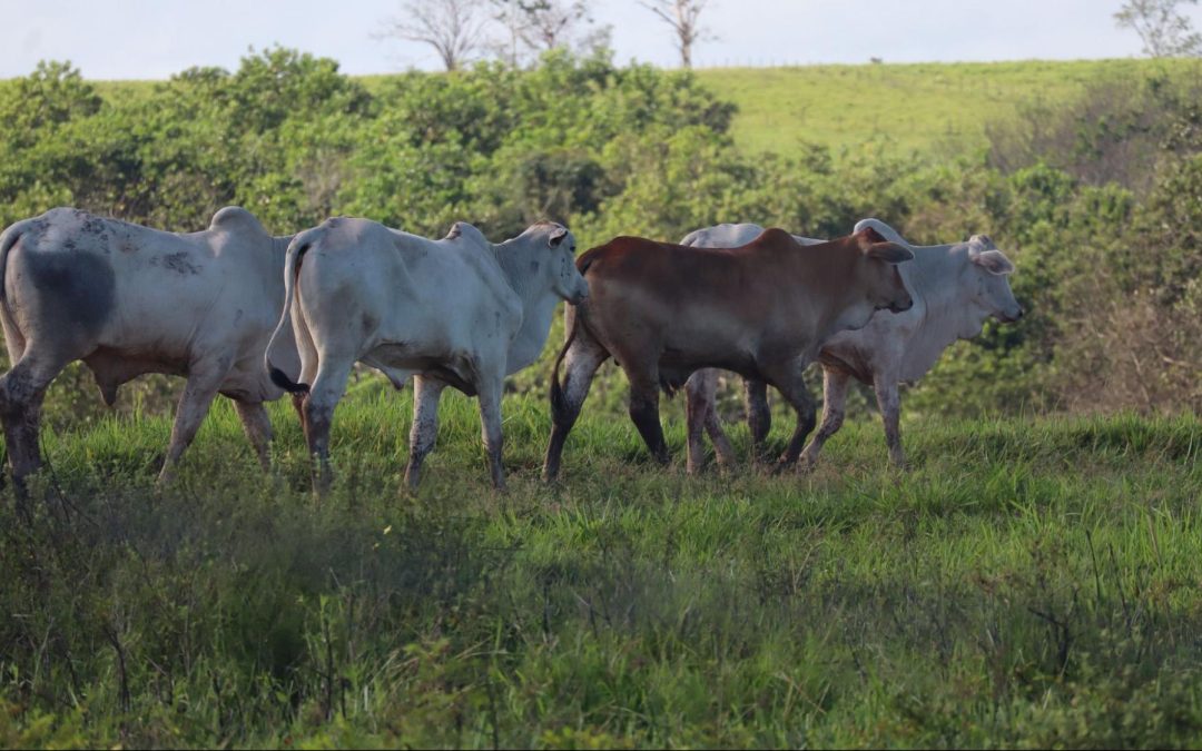 IPAM apoia o fortalecimento da pecuária sustentável no Pará