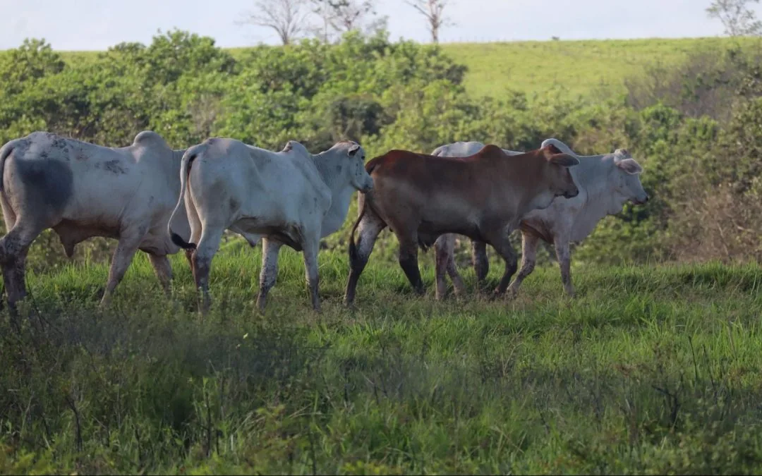 IPAM apoia o fortalecimento da pecuária sustentável no Pará