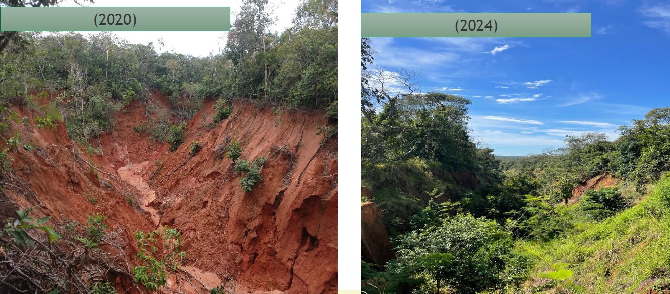 Erosão encontrada em propriedade, antes e depois da assinatura do contrato entre IPAM e proprietário rural. Valor pago pelo CONSERV foi investido em recuperação de área degradada (Foto: IPAM)