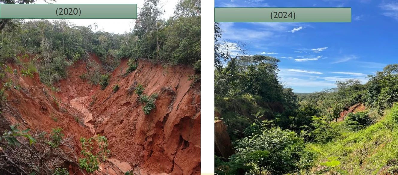 Erosão encontrada em propriedade, antes e depois da assinatura do contrato entre IPAM e proprietário rural. Valor pago pelo CONSERV foi investido em recuperação de área degradada (Foto: IPAM)
