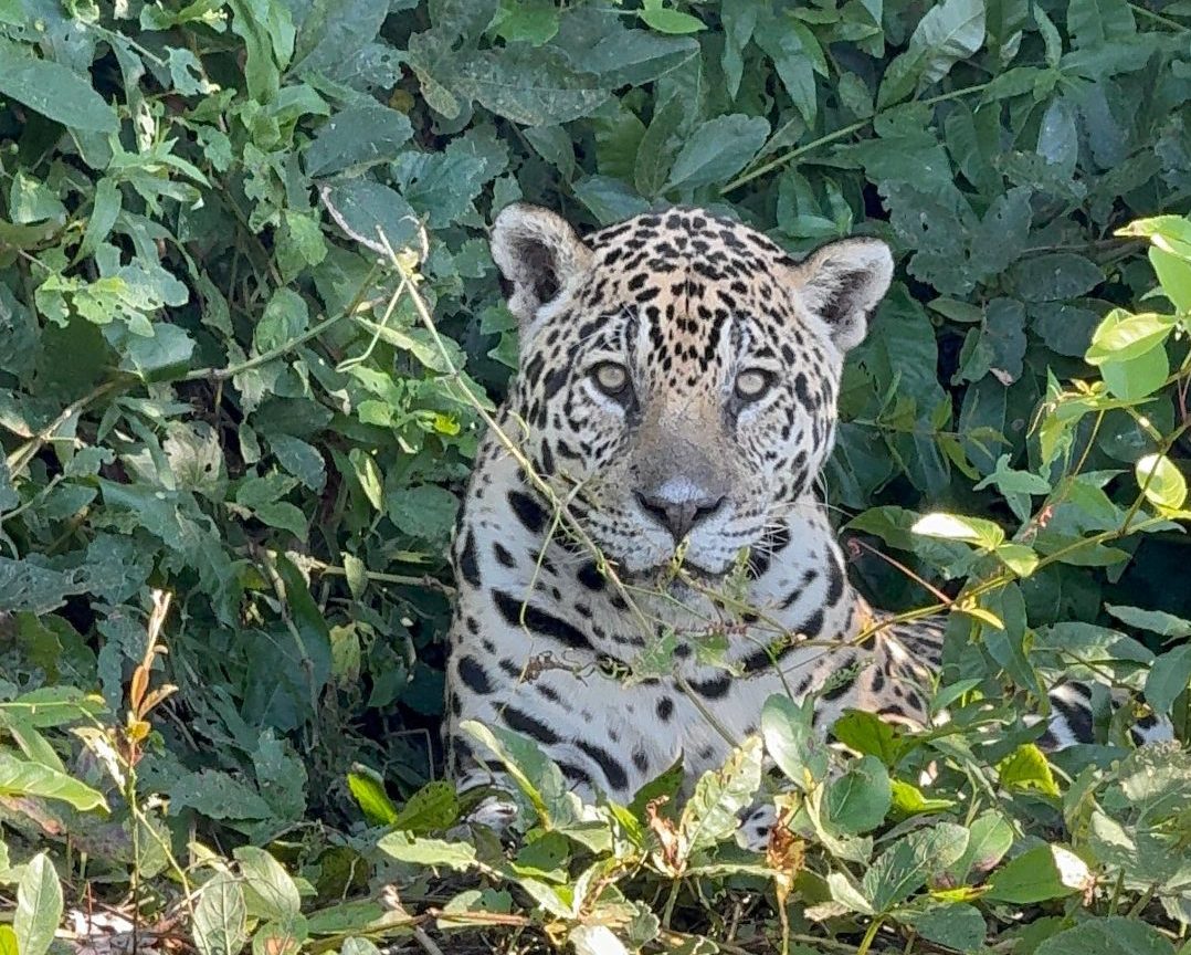 Registro de onça pintada avistada na propriedade de Carlos Roberto Simoneti (Foto: Arquivo pessoal)