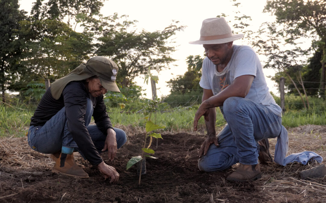 IPAM plantou mais de um milhão de árvores na Amazônia e no Cerrado