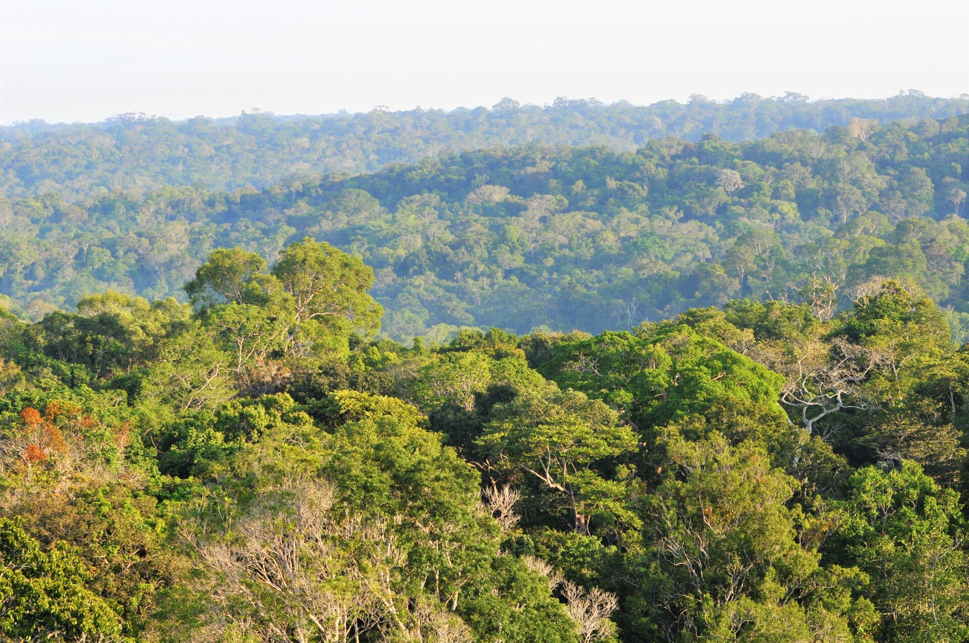 Deforestation accounts for 74% of rainfall reduction in the Legal ...