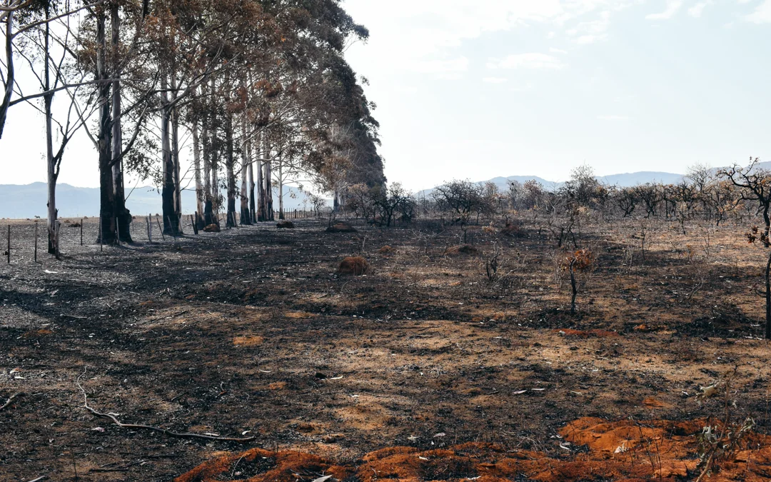 COP30: o papel da Justiça Climática nas decisões globais