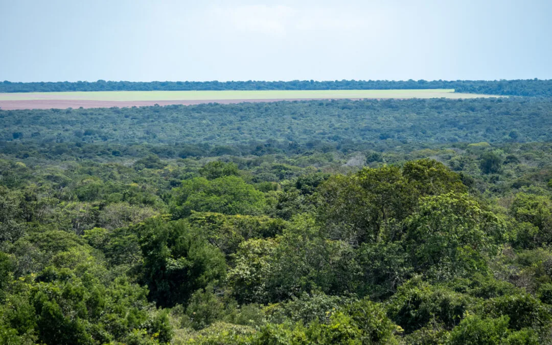 Effectiveness of public policies may be the main challenge for Amazon conservation